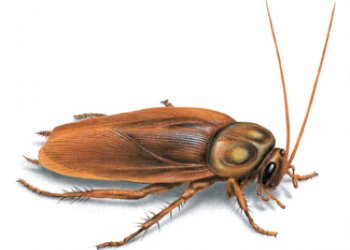 Kışın Yapılan İlaçlama Neden Daha Etkilidir?